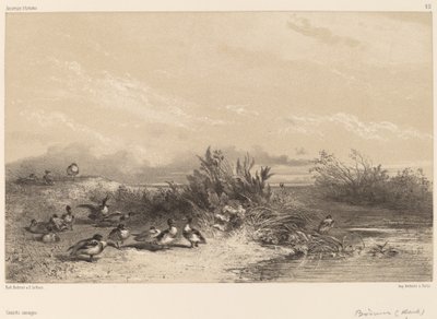 Vildänder. av Karl Bodmer