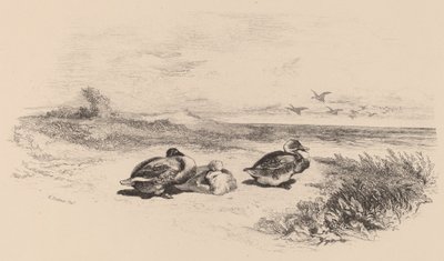 Vildänder. av Karl Bodmer