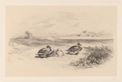 Vildänder av Karl Bodmer