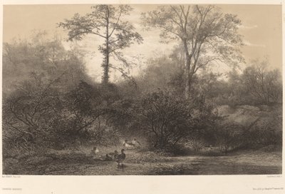 Vildänder av Karl Bodmer