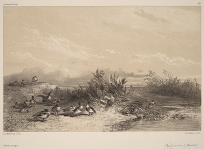 Vilda änder av Karl Bodmer