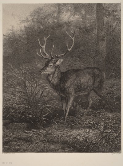 Tiotaggad hjort av Karl Bodmer