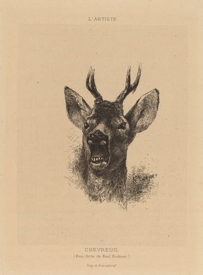 Rådjur. av Karl Bodmer