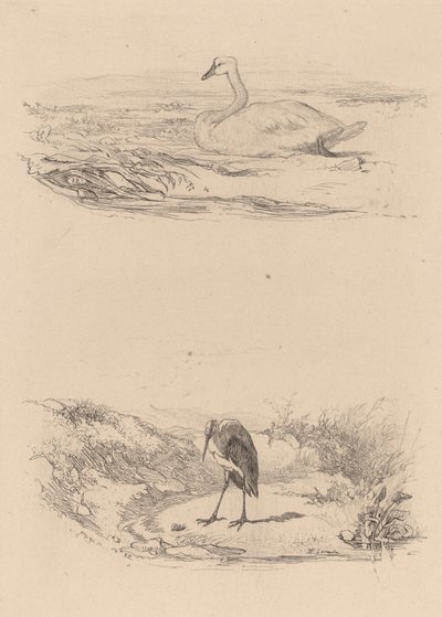 Svan, häger. av Karl Bodmer