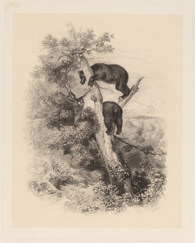 Två björnar av Karl Bodmer