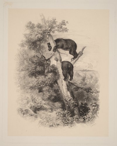 Två björnar av Karl Bodmer
