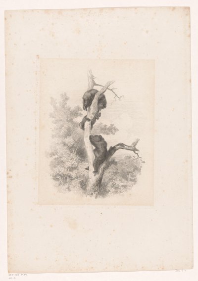 Tre björnar i ett träd Landskap med djur (serietitel) av Karl Bodmer