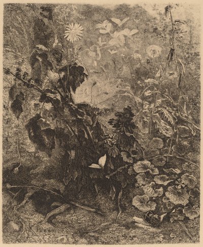 Sniglar och fjärilar av Karl Bodmer