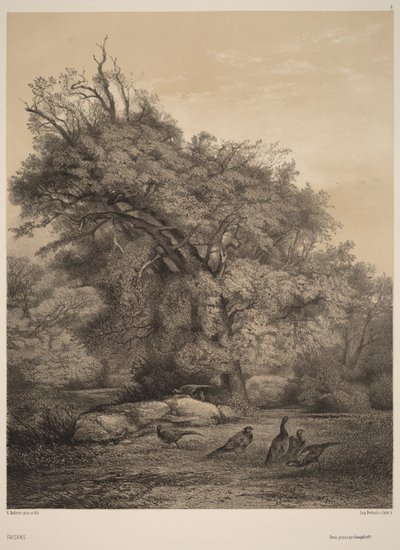Fasaner av Karl Bodmer