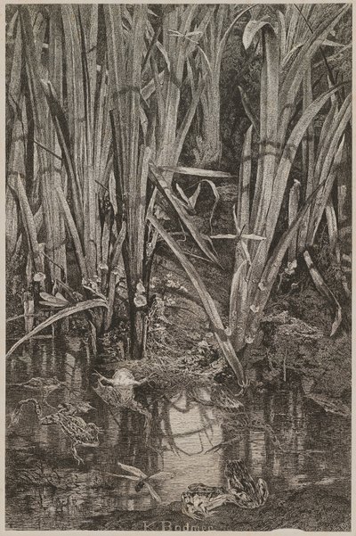 Grodor i sumpen av Karl Bodmer