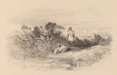 Häger. av Karl Bodmer