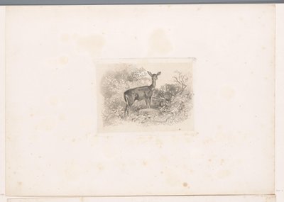 Hindu i skogen Landskap med djur (serietitel) av Karl Bodmer