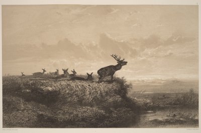 Morgonen. Hjort och hindar av Karl Bodmer