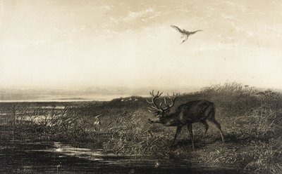 Kvällen: Hjort och hägrar av Karl Bodmer