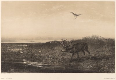 Kvällen. Rådjur och hägrar. av Karl Bodmer