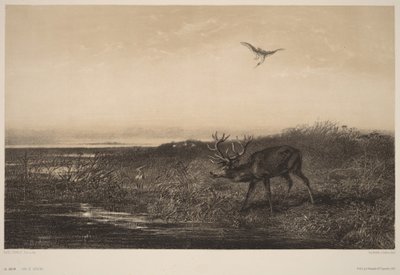 Le Soir.  Hjort och hägrar av Karl Bodmer