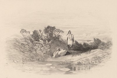 De två hägerna. av Karl Bodmer