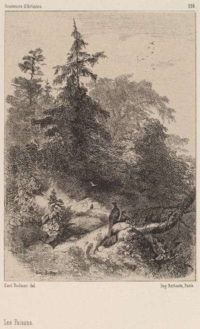 Fasaner av Karl Bodmer