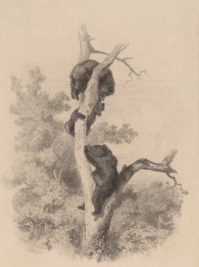 Björnarna. av Karl Bodmer