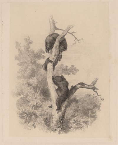 Björnarna av Karl Bodmer