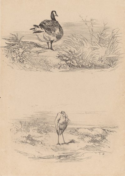 Oj, Heron. av Karl Bodmer