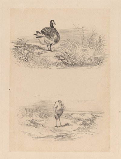 Oj, Heron av Karl Bodmer