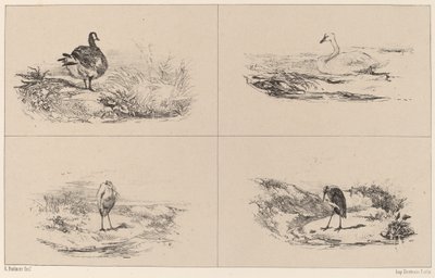 Gäss, svanar, hägrar. av Karl Bodmer