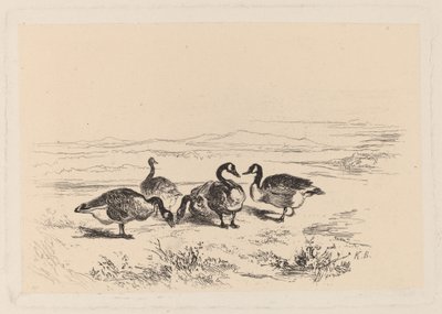 havstulpangäss av Karl Bodmer