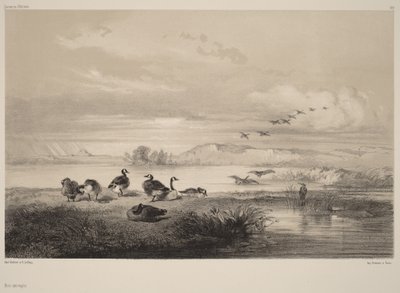 Vildgäss av Karl Bodmer