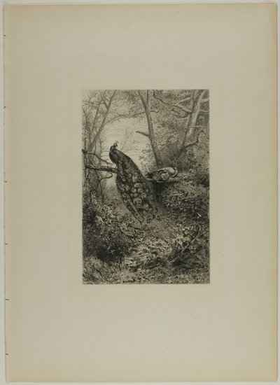 Påfåglar på en gren av Karl Bodmer