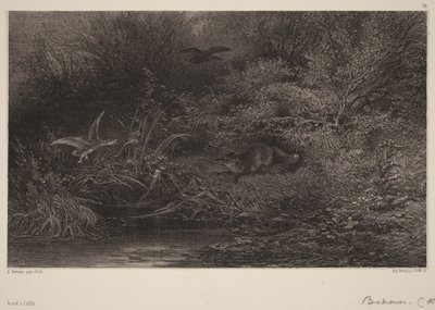 Räv på lur av Karl Bodmer