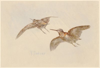 Morkullor i flykt av Karl Bodmer