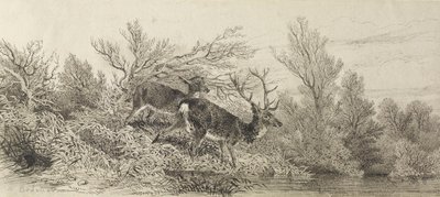 Hjort i skogen av Karl Bodmer