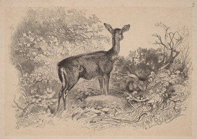 En hind av Karl Bodmer