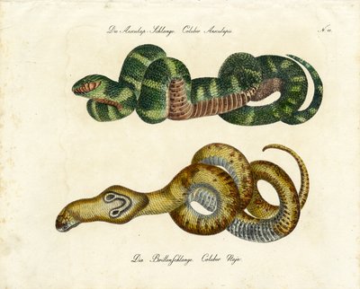 Aesculapian Snake och Indian Cobra (tryck) av Karl Joseph Brodtmann