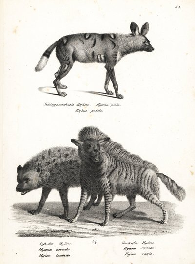 Afrikansk vildhund, Lycaon pictus, hotad, fläckig hyena, Crocuta crocuta och randig hyena, Hyaena hyaena. Litografi av Karl Joseph Brodtmann ur Heinrich Rudolf Schinz