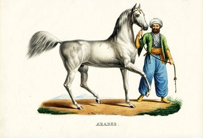 Arabisk häst, 1824 av Karl Joseph Brodtmann