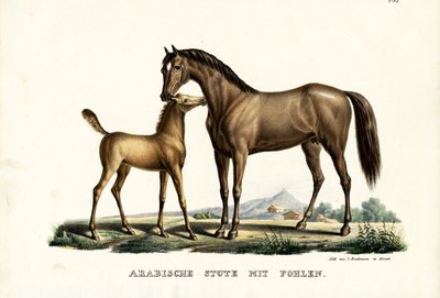 Arabhäst med fågel, 1824 av Karl Joseph Brodtmann