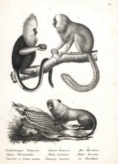 Buffy-headed silkesapa, Callithrix flaviceps (utrotningshotad) 1 och gyllene lejontamarin, Leontopithecus rosalia (utrotningshotad) 2,3. Litografi av Karl Joseph Brodtmann ur Heinrich Rudolf Schinz