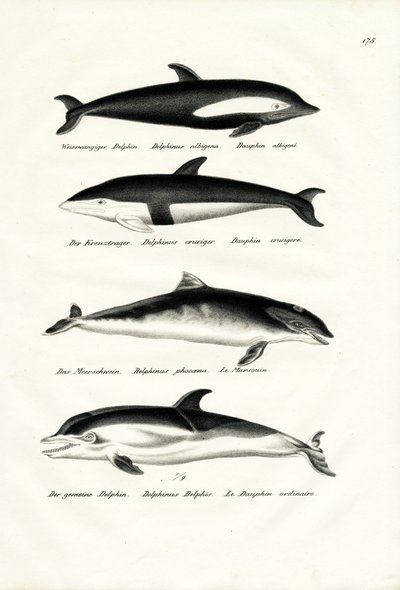Olika typer av delfiner, 1824 av Karl Joseph Brodtmann