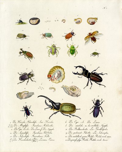 Olika skalbaggsarter och deras utvecklingsstadier (tryck) av Karl Joseph Brodtmann