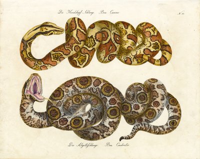 Boa med hundhuvud och Boa Constrictor (tryck) av Karl Joseph Brodtmann