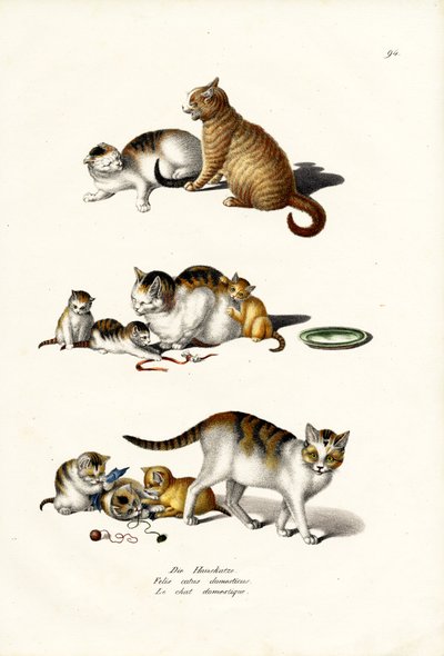 Tamkatter, 1824 av Karl Joseph Brodtmann