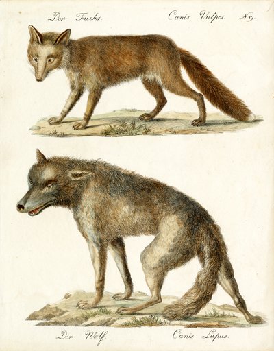 Fox and Wolf (tryck) av Karl Joseph Brodtmann