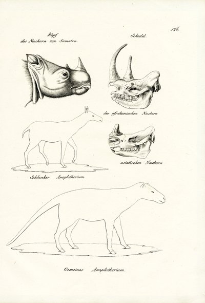 Chef för Sumatra-Rhinoceros, 1824 av Karl Joseph Brodtmann