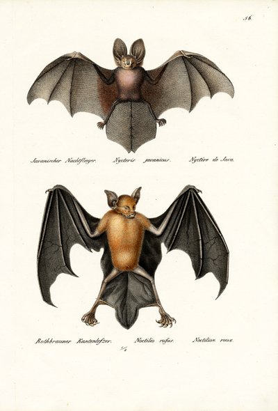 Ihålig fladdermus, 1824 av Karl Joseph Brodtmann