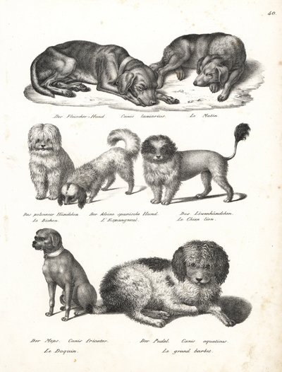 Lurcher- eller matinhund, Canis laniarius, Bichon, spansk hund, Chow Chow, Mopshund, Canis fricator och pudel- eller vattenjakthund, Canis aquaticus. Litografi av Karl Joseph Brodtmann från Heinrich Rudolf Schinz