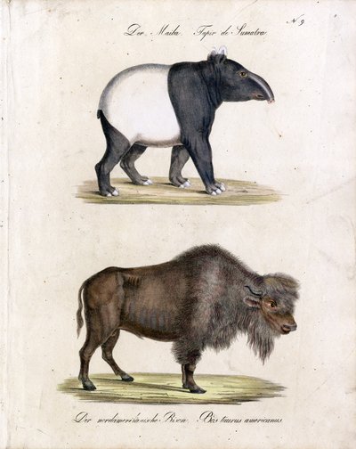 Malaysisk tapir och amerikansk bison (print) av Karl Joseph Brodtmann