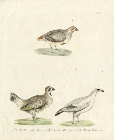 Partridge och Ptarmigan (tryck) av Karl Joseph Brodtmann