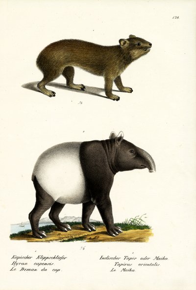 Rock Hyrax, 1824 av Karl Joseph Brodtmann